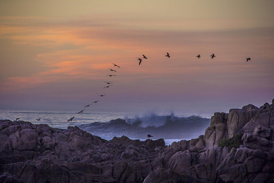 Sunset Photograph - Pelicans at Sunset by Ellen Berrahmoun