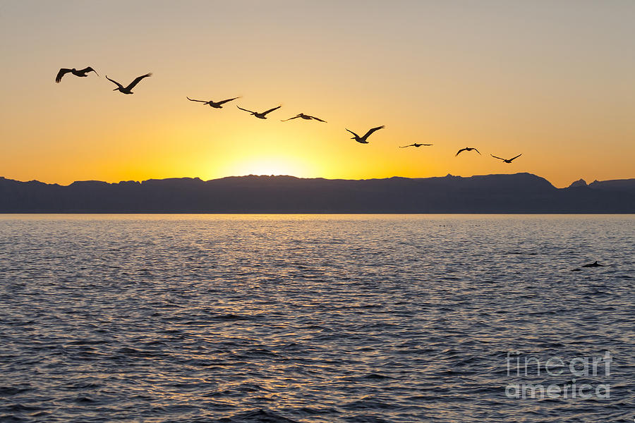 Pelicans at Sunset Sea of Cortez Photograph by Liz Leyden