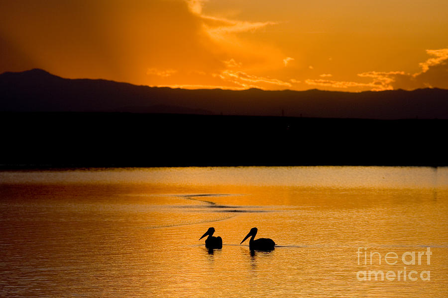 Pelicans at Sunset Photograph by Steven Krull