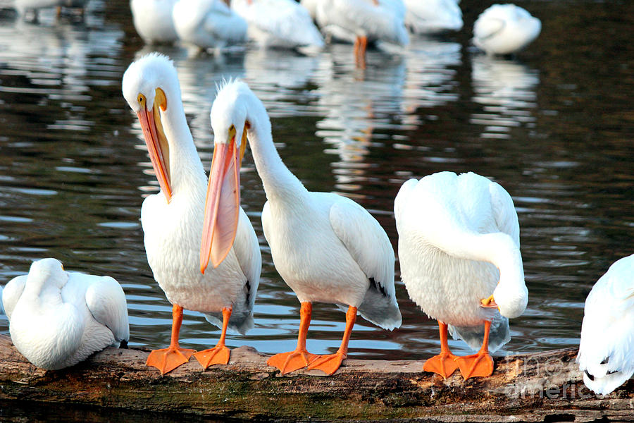 Pelicans At White Rock Lake Photograph by Kathy  White