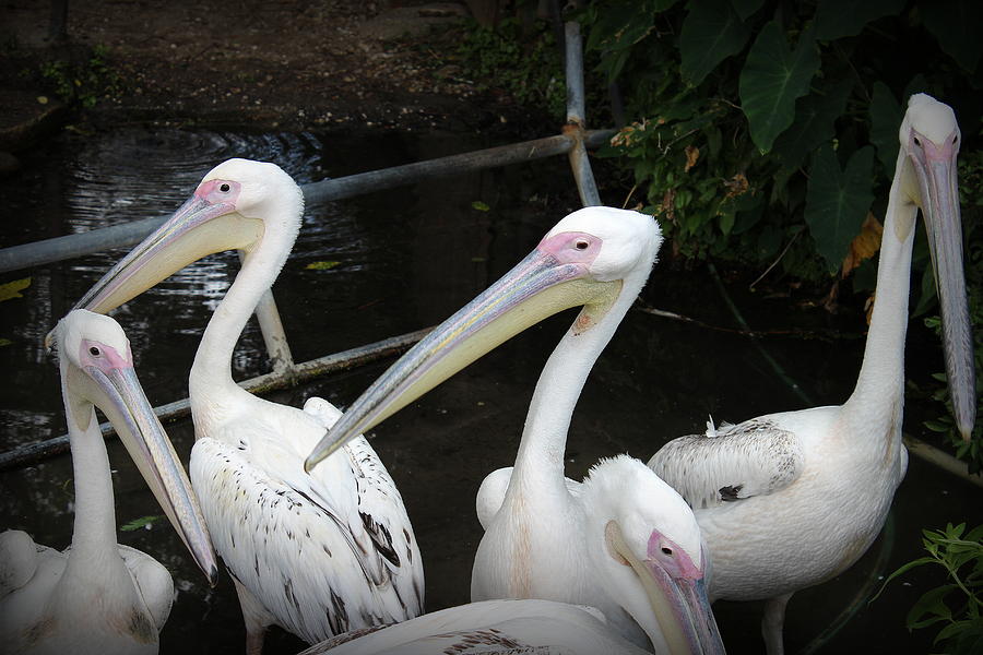 Pelicans Photograph by Beth Vincent