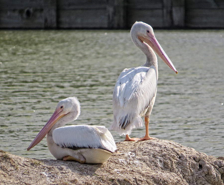 Pelicans By The Pair Photograph by Ella Kaye Dickey