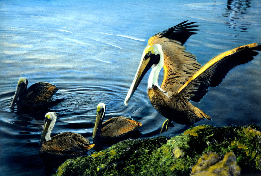 Pelicans Painting by Cindy McIntyre
