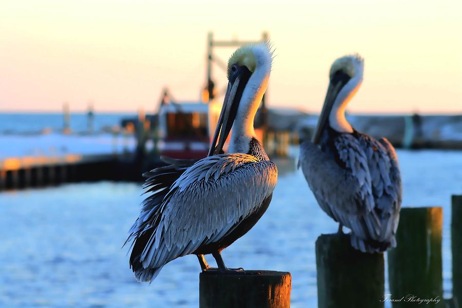 Pelicans  Photograph by Debra Forand