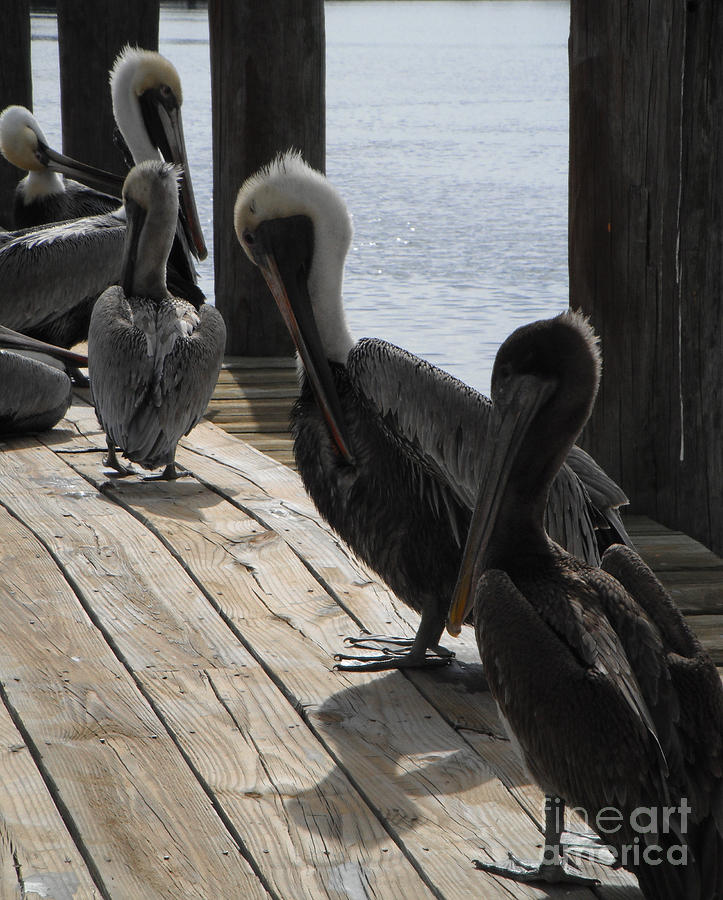 Pelicans Dockside Photograph by Tom Brickhouse