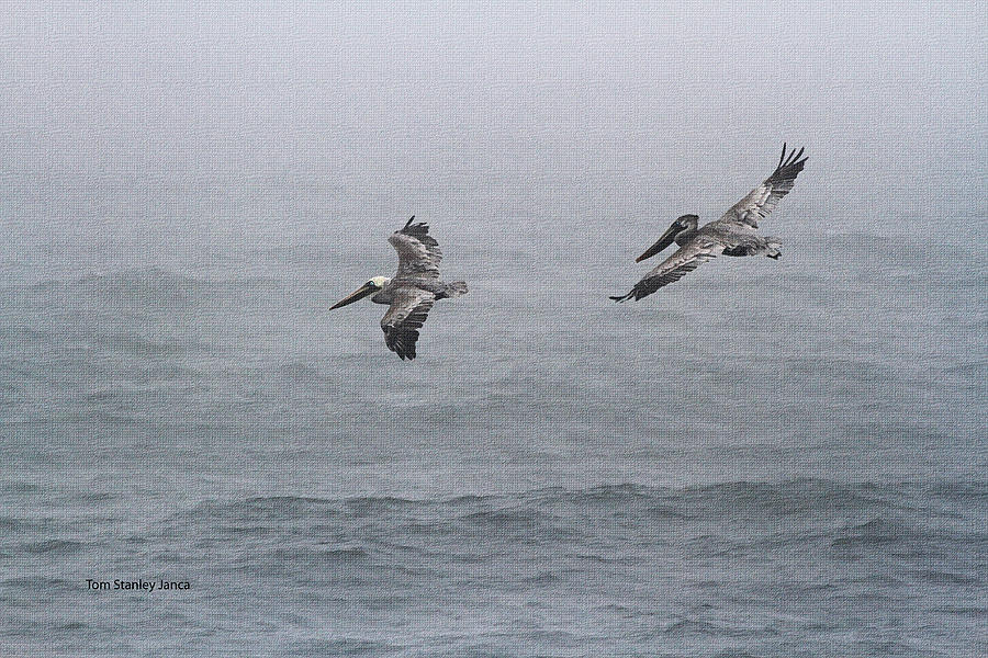 Pelicans Fishing On  A Foggy Day Photograph by Tom Janca