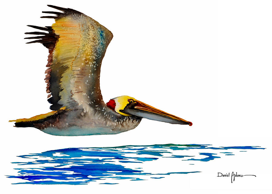 Pelican Over Water Painting by Daniel Adams