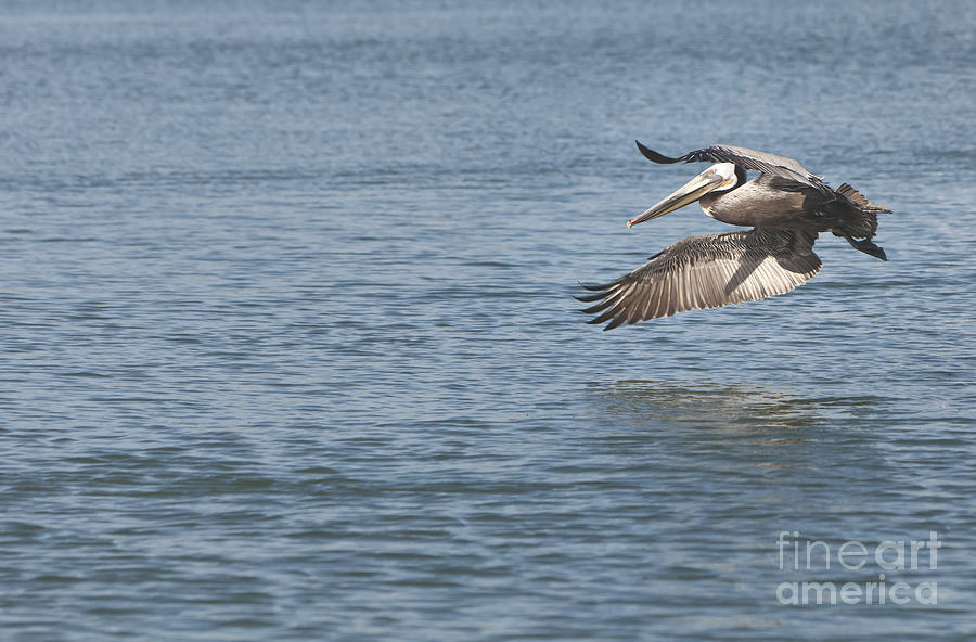 Pelicans Flight Photograph by David Millenheft