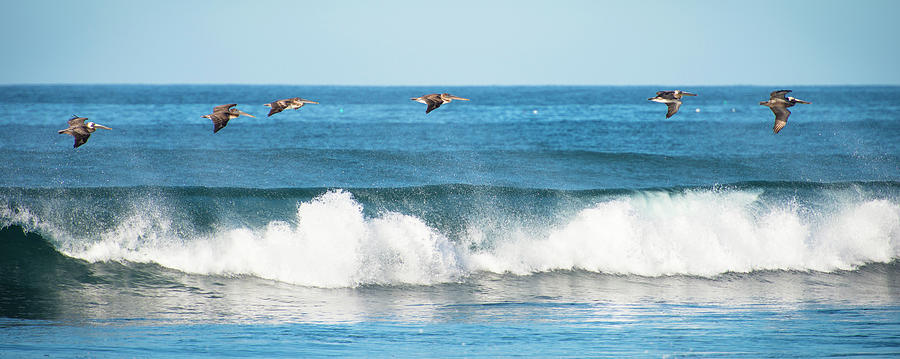 Pelicans Flying Over The Shoreline Photograph by Cate Brown
