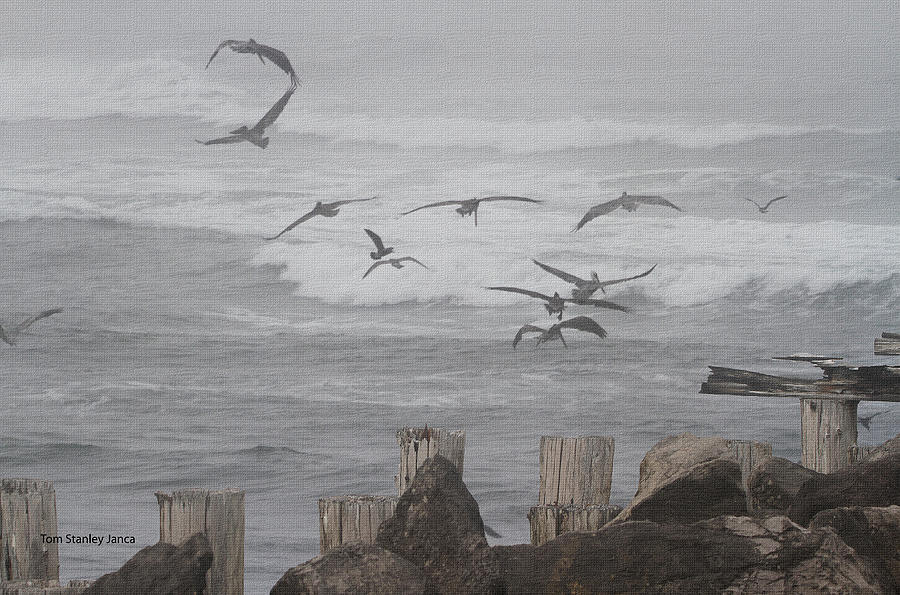 Pelicans Foggy Feasting  Photograph by Tom Janca