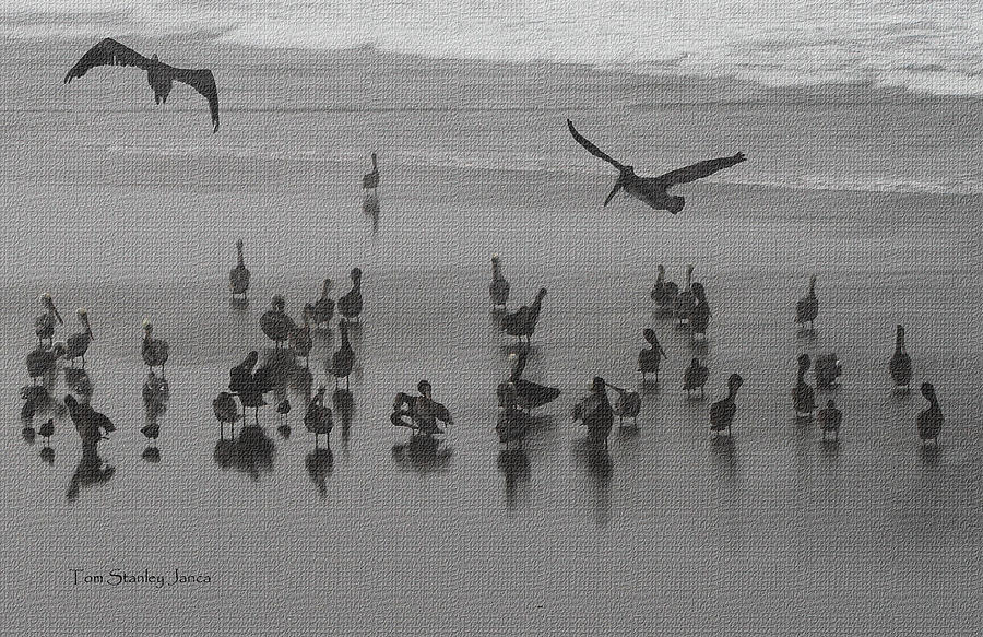 Pelicans Foggy Picnic Photograph by Tom Janca