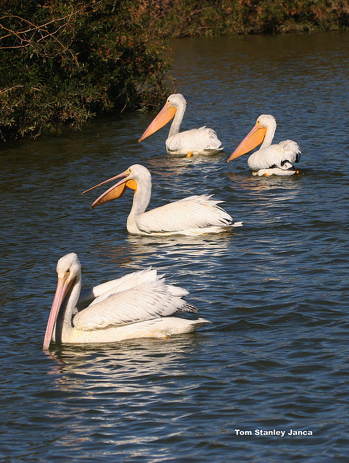 Pelicans Four At GRP Photograph by Tom Janca