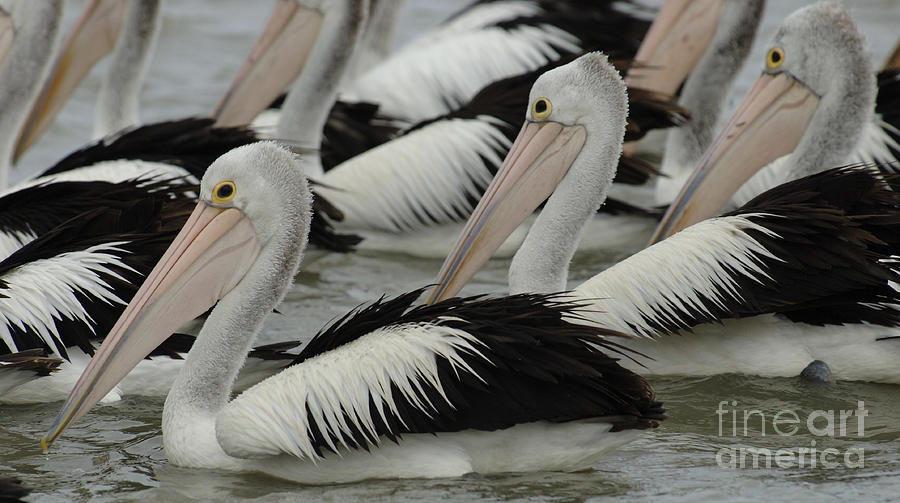 Nature Photograph - Pelicans Galore by Bob Christopher