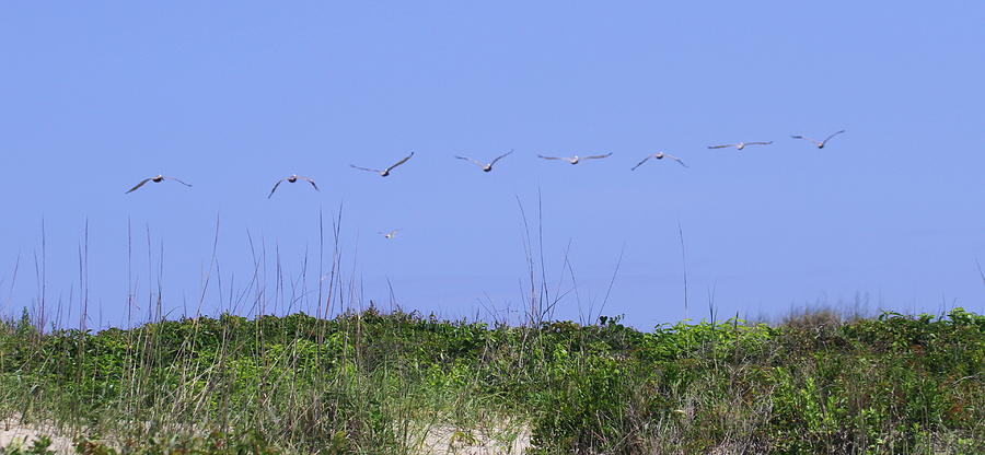 Pelican Photograph - Pelicans in a Row 10 by Cathy Lindsey