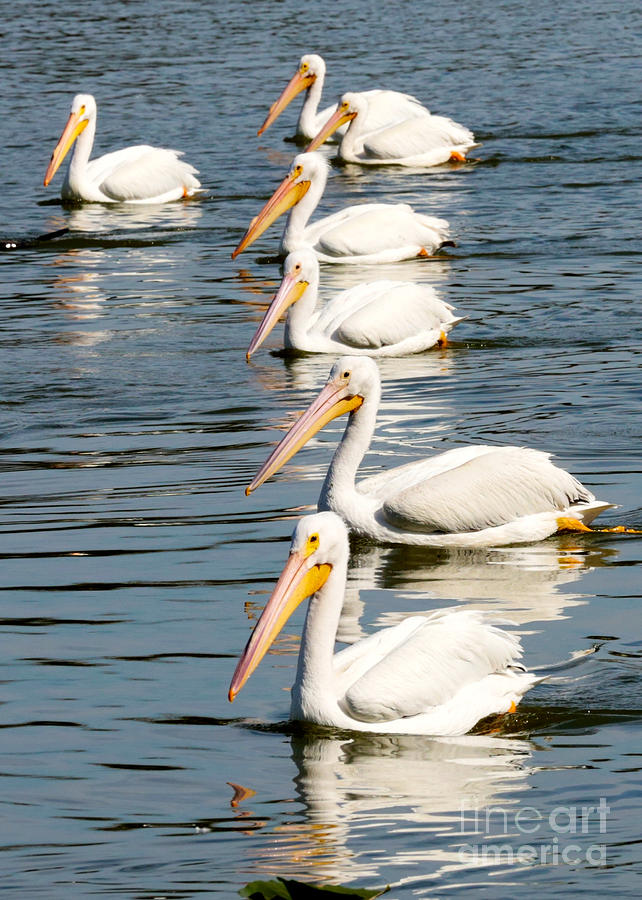 Pelican Photograph - Pelicans in a Row by Carol Groenen