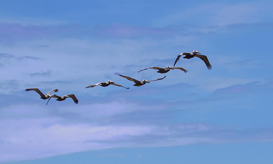 Pelican Photograph - Pelicans in a Row by Cathy Lindsey