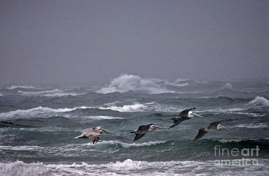 Bird Photograph - Pelicans In A Row by Skip Willits