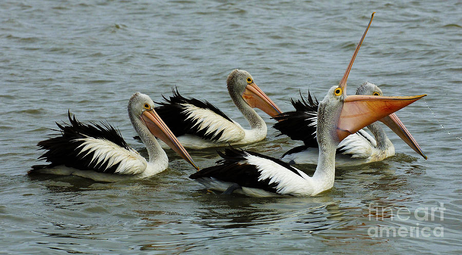 Pelicans In Australia 2 Photograph by Bob Christopher