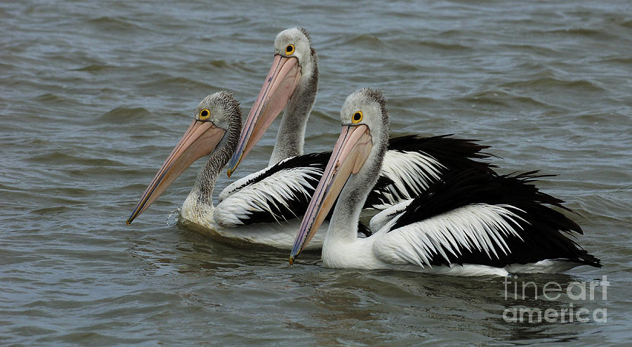 Pelicans In Australia 3 Photograph by Bob Christopher