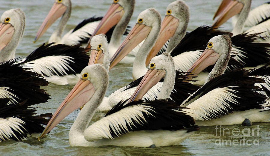 Pelicans In Australia 1 Photograph by Bob Christopher