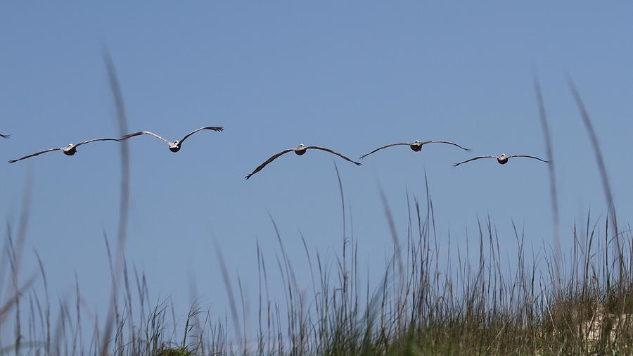 Pelican Photograph - Pelicans in Flight 14 by Cathy Lindsey