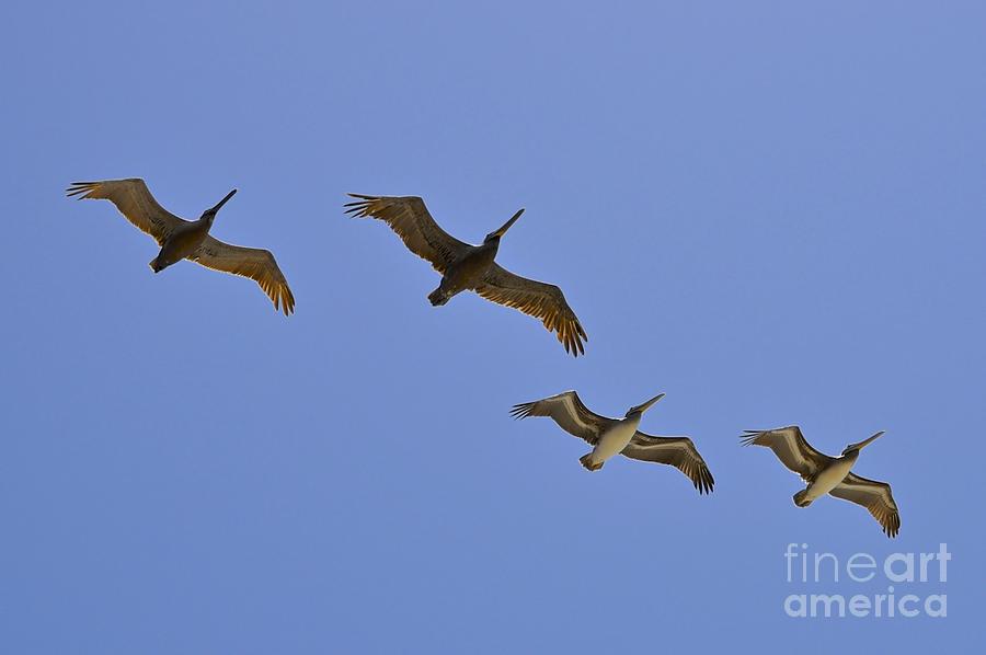 Pelicans in Flight  Photograph by Bridgette Gomes