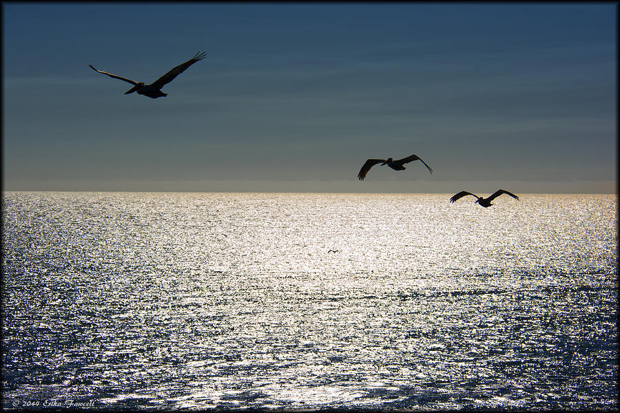 Pelicans in Flight Photograph by Erika Fawcett