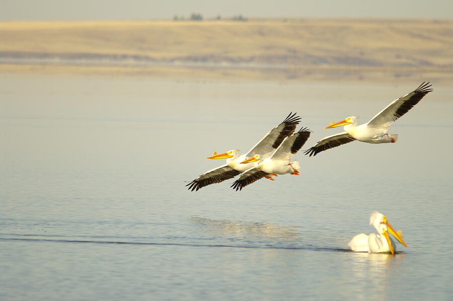 Bird Photograph - Pelicans In Flight by Jeff Swan