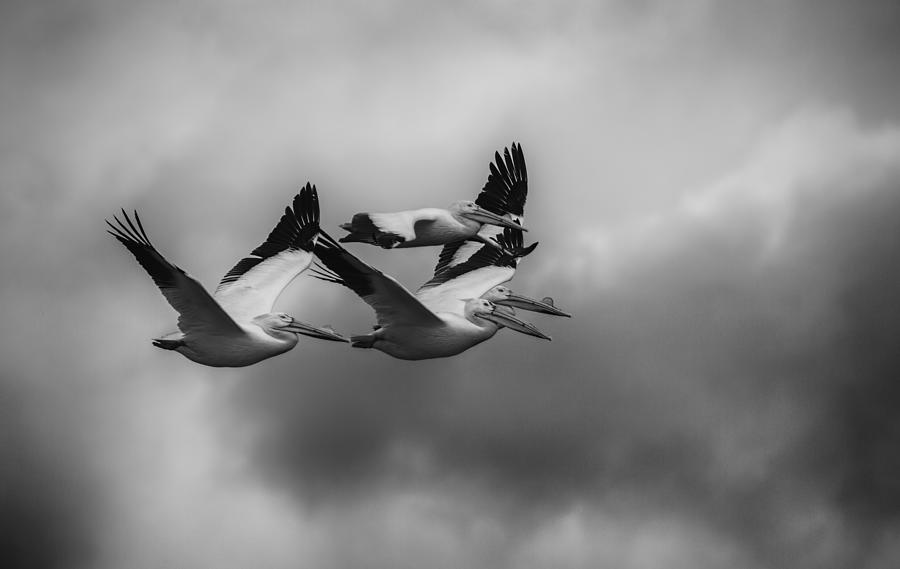 Pelicans In Flight Photograph by Thomas Young