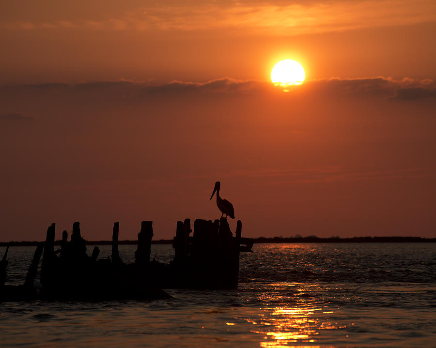 Pelicans in Silhouette in Texas Photograph by Ray Devlin
