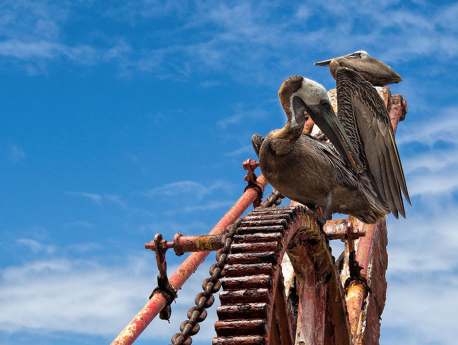 Pelicans in St. Croix Photograph by Craig Bowman