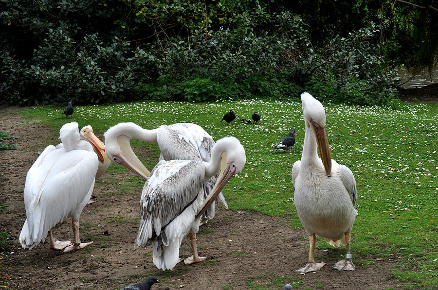 Pelicans in St. James Park London Photograph by Diane Lent