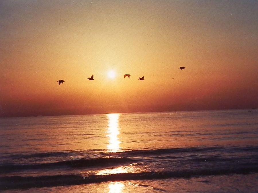 Pelicans in Sunrise Flight Photograph by Belinda Lee