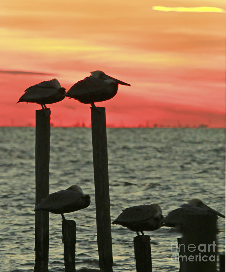 Pelicans in Sunset Photograph by Luana K Perez