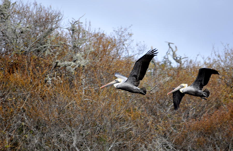 Pelicans in the Brush Photograph by AJ  Schibig