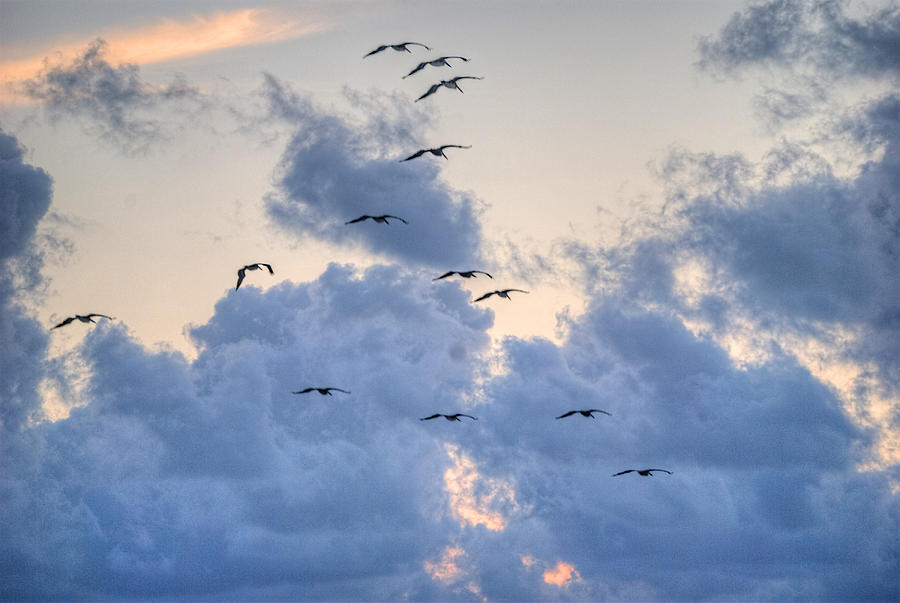 Pelicans in the Clouds Digital Art by Michael Thomas