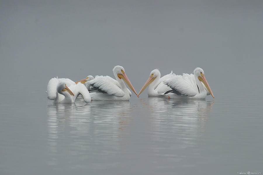 Pelicans in the Mist Photograph by Avian Resources