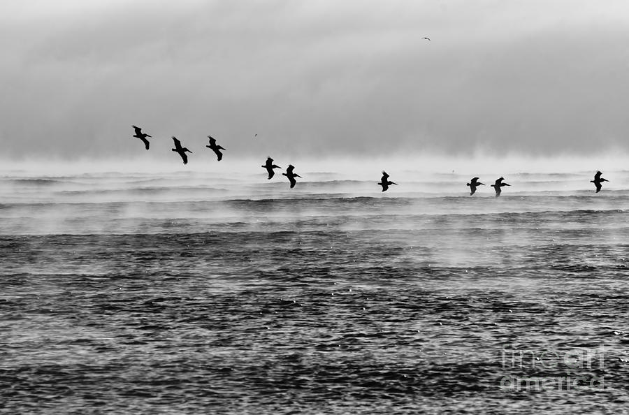 Pelicans In The Mist Photograph by Lynda Dawson-Youngclaus