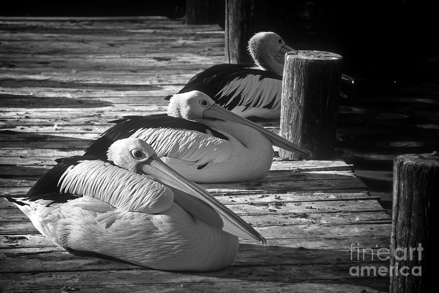 Pelicans Photograph by Inge Riis McDonald