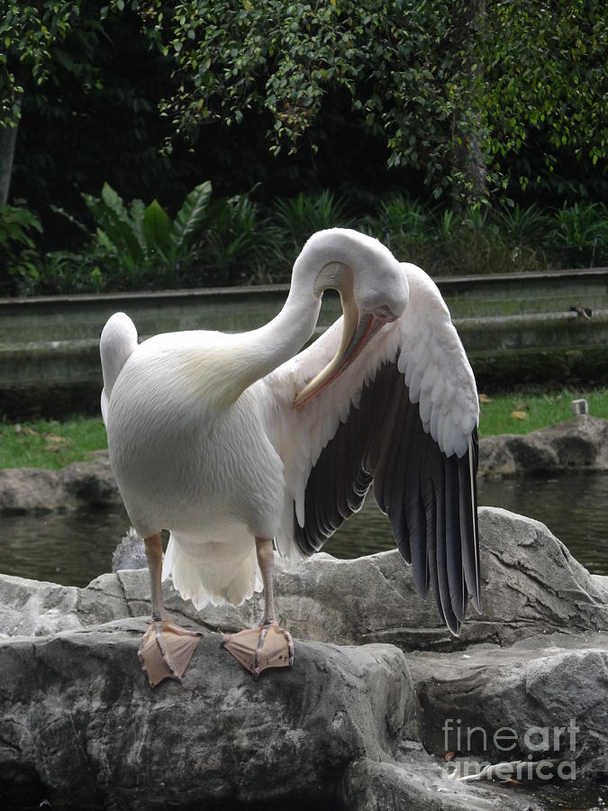 Pelicans Itch Photograph by Padamvir Singh