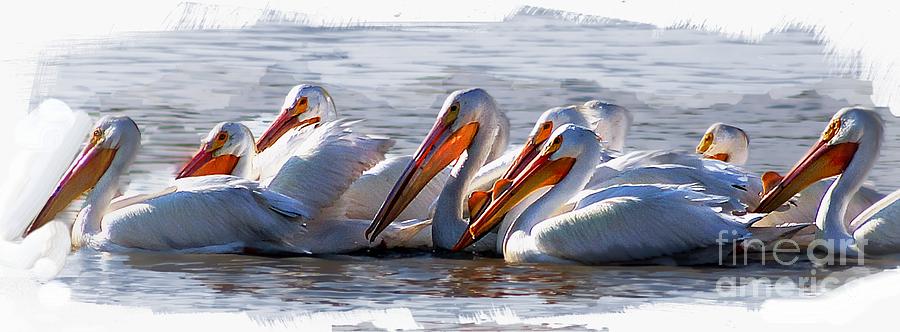 Pelicans Photograph by John  Kolenberg