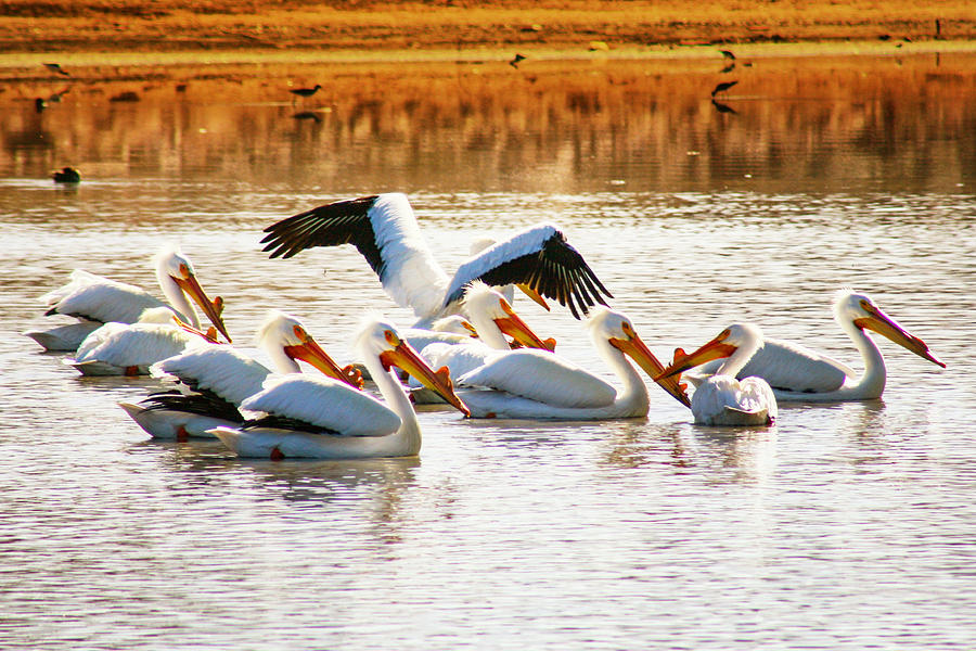 Pelicans  Photograph by Juli Ellen