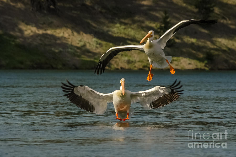 Pelicans Landing Photograph by Al Andersen