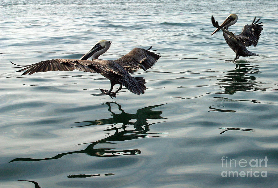 Pelicans Landing Photograph by Bob Hislop