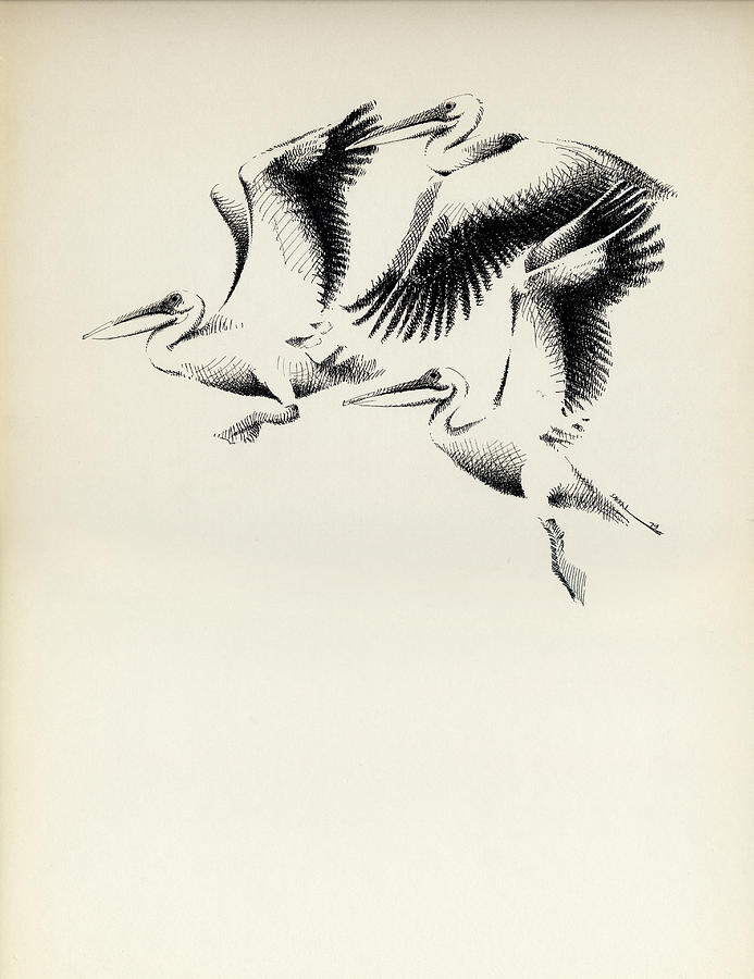 Pelicans Drawing by Mamoun Sakkal
