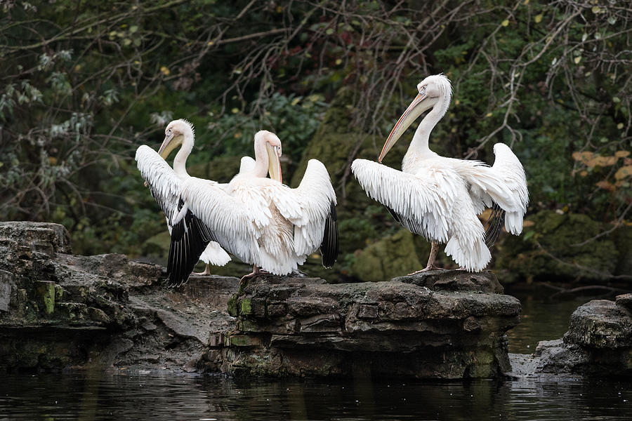 London Photograph - Pelicans by Matt Malloy