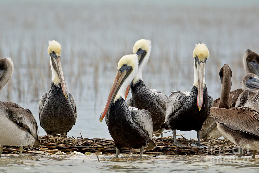 Pelicans Photograph - Pelicans by Matthew Trudeau Pelicans Photograph - Pelicans by Matthew Trudeau