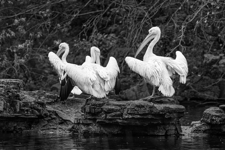 Pelicans Mono Photograph by Matt Malloy