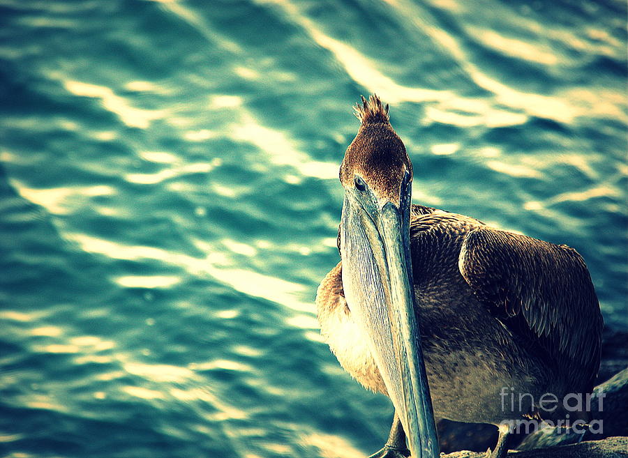 Pelicans New Hair Do Photograph by Susanne Van Hulst