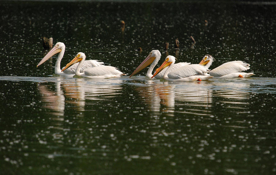 PELICANS No. 1 Photograph by Janice Adomeit
